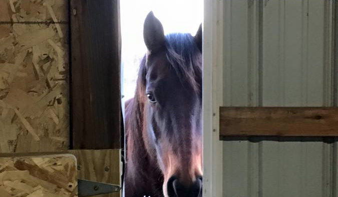 a horse standing in the barn