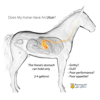 transparent horse stomach with ulcer