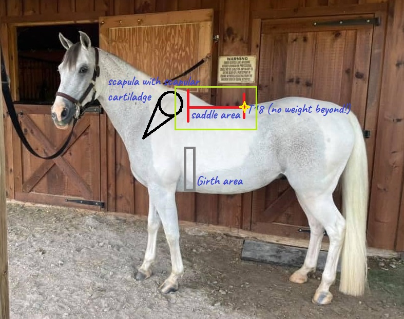 a white thoroughbred horse with an illustration of saddle fit